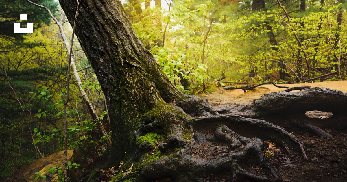 A large tree with very large roots in a forest photo – Free Tree Image ...