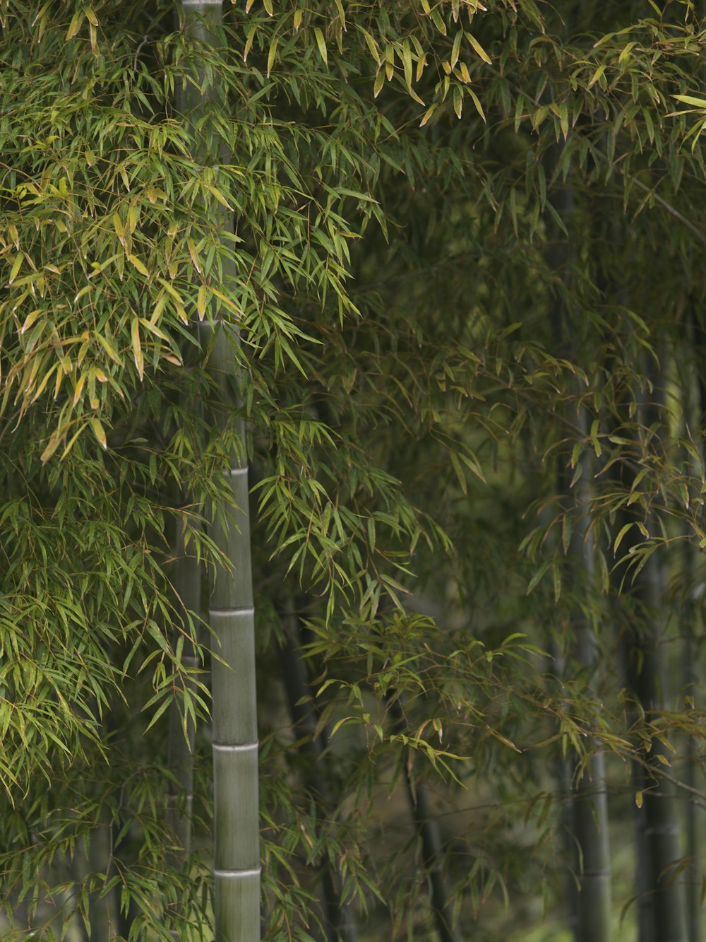 a tall bamboo tree with lots of green leaves