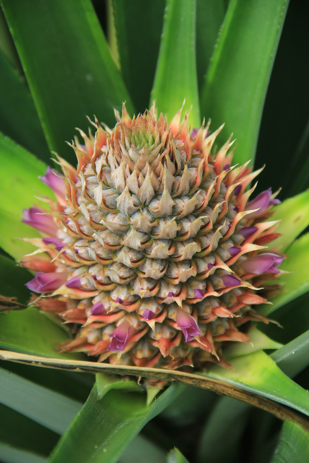 a close up of a flower on a plant