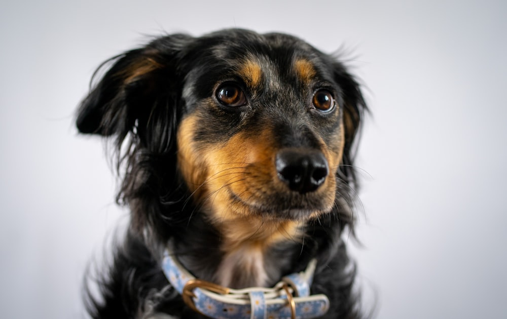 a black and brown dog wearing a collar