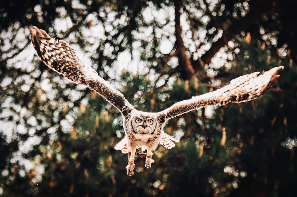 an owl flying through the air with trees in the background