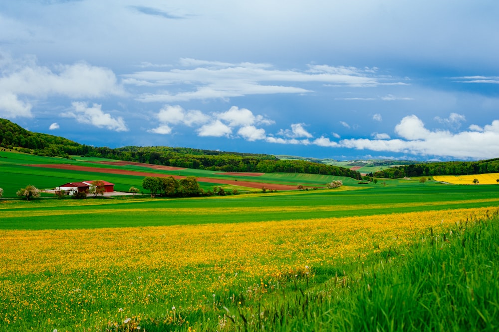 a green field with yellow flowers in the foreground