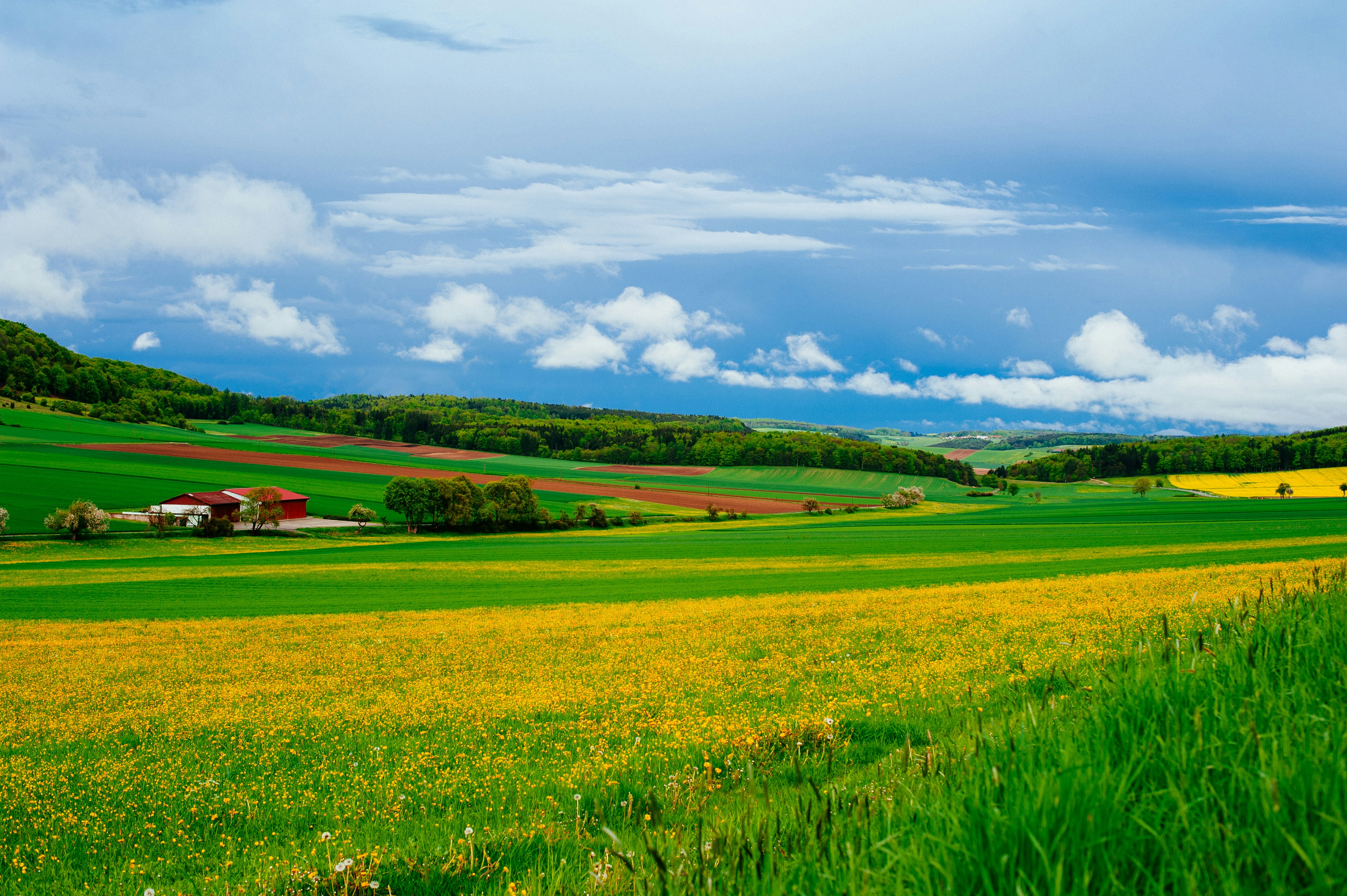 View of a rapeseed field (mustard field) in the German countryside.