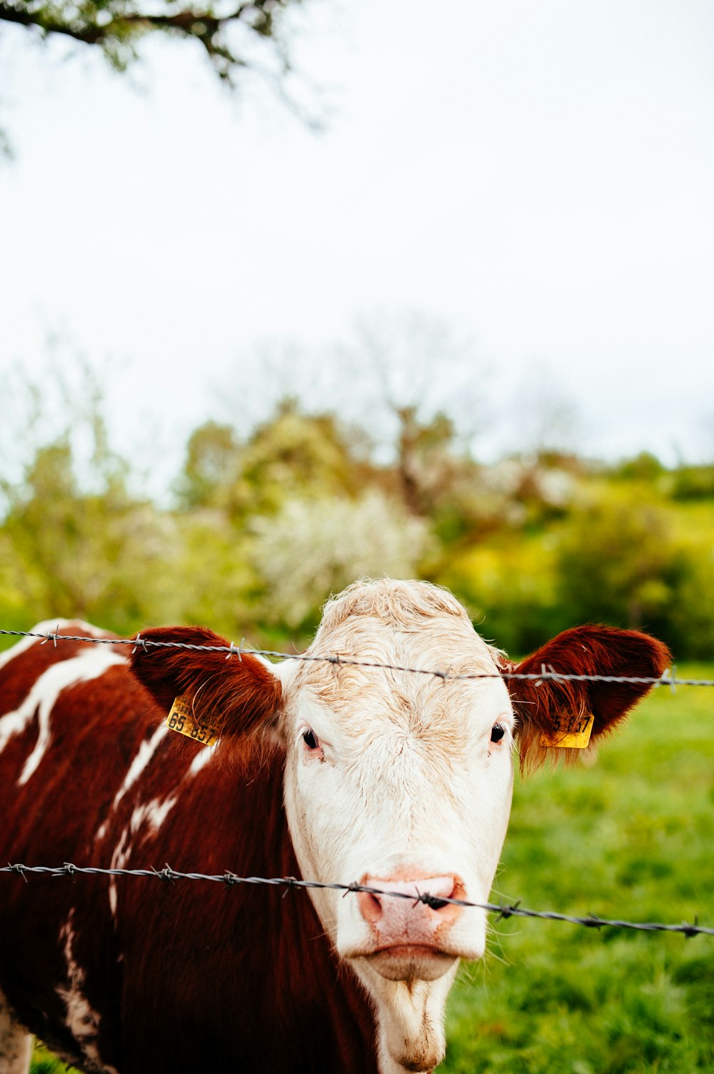 a brown and white cow behind a barbed wire fence