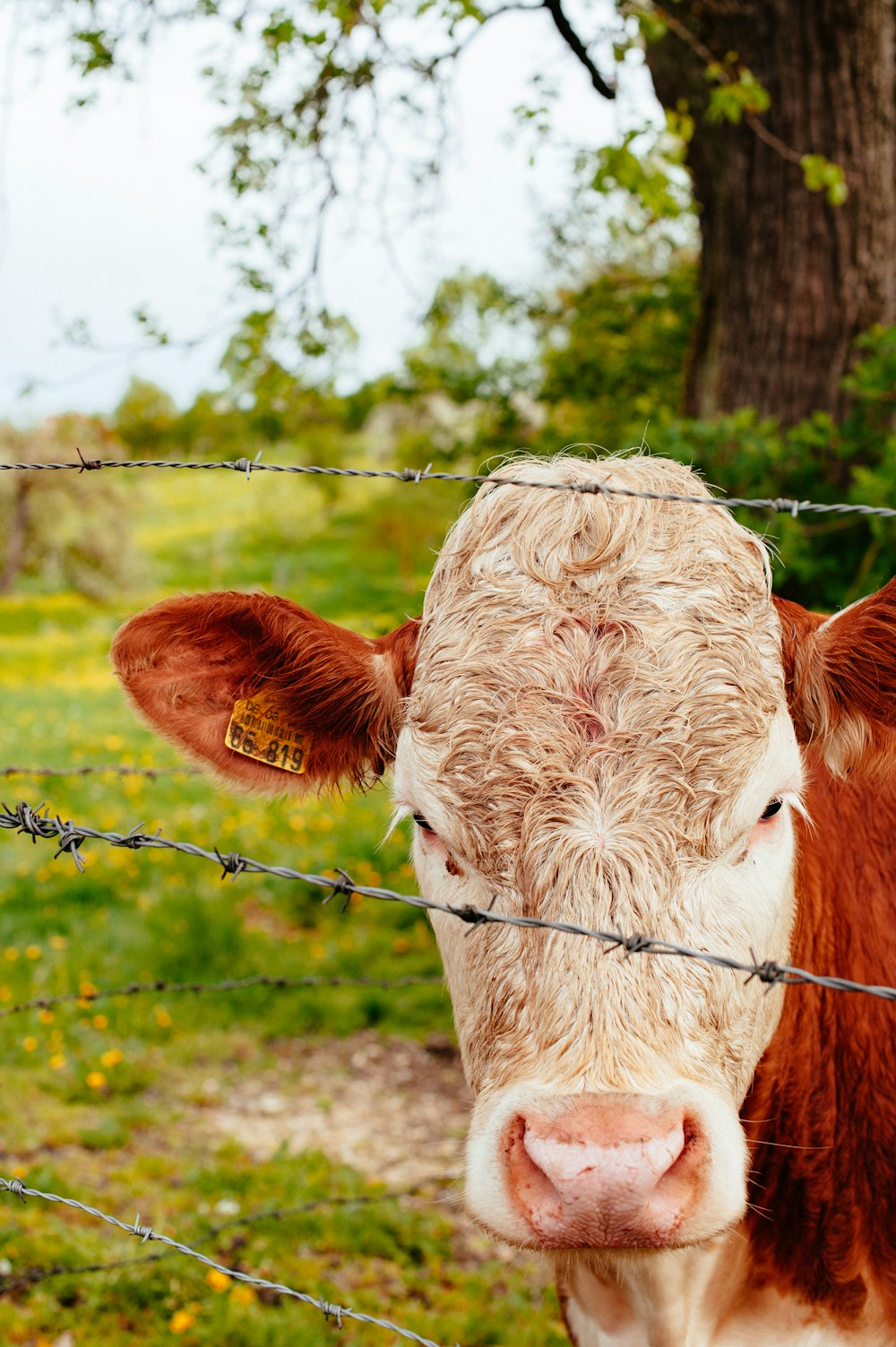 a close up of a cow behind a barbed wire fence