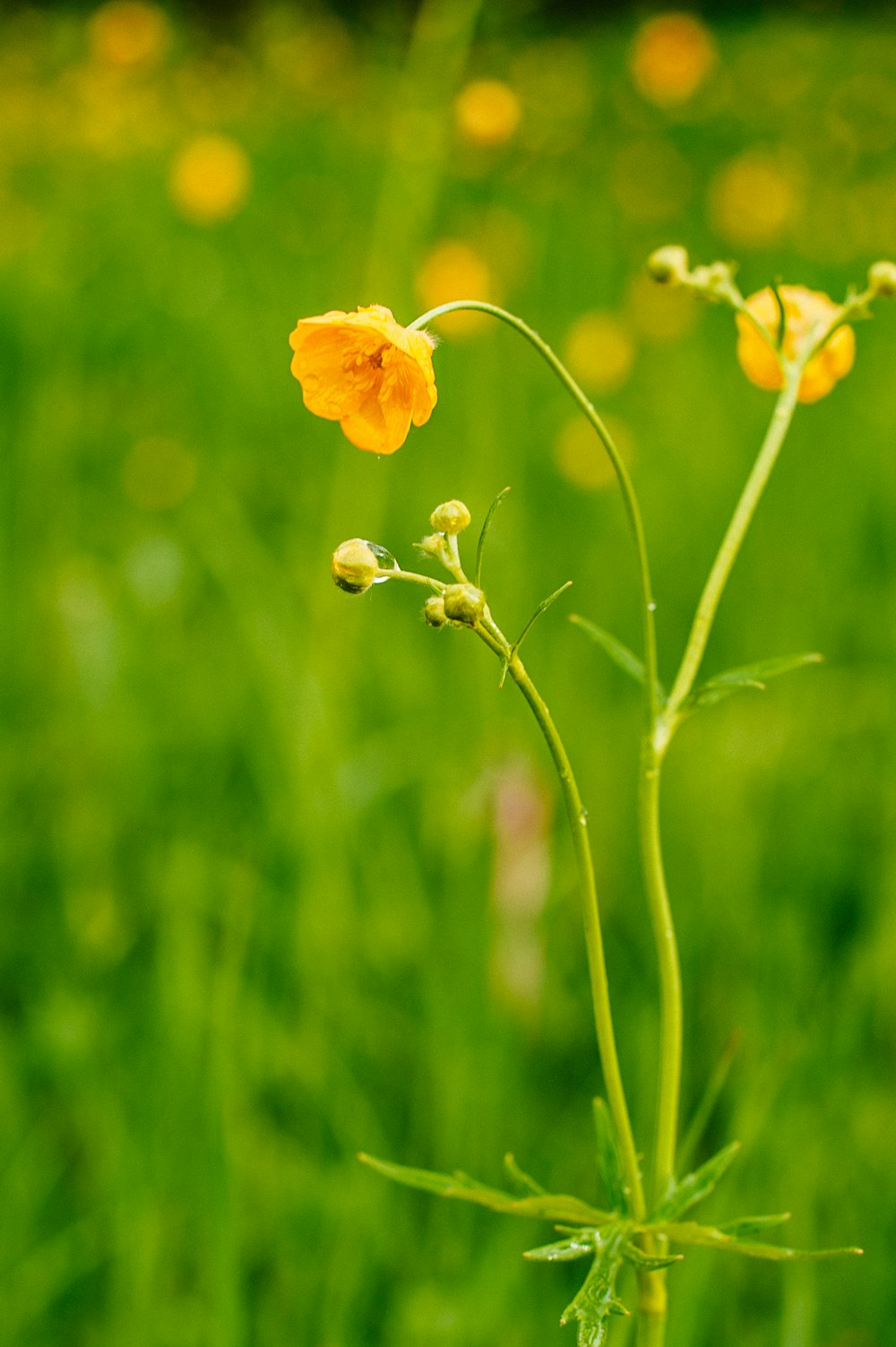 a close up of a flower in a field of grass