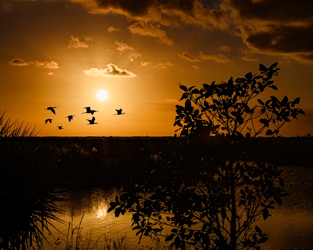 a flock of birds flying over a body of water