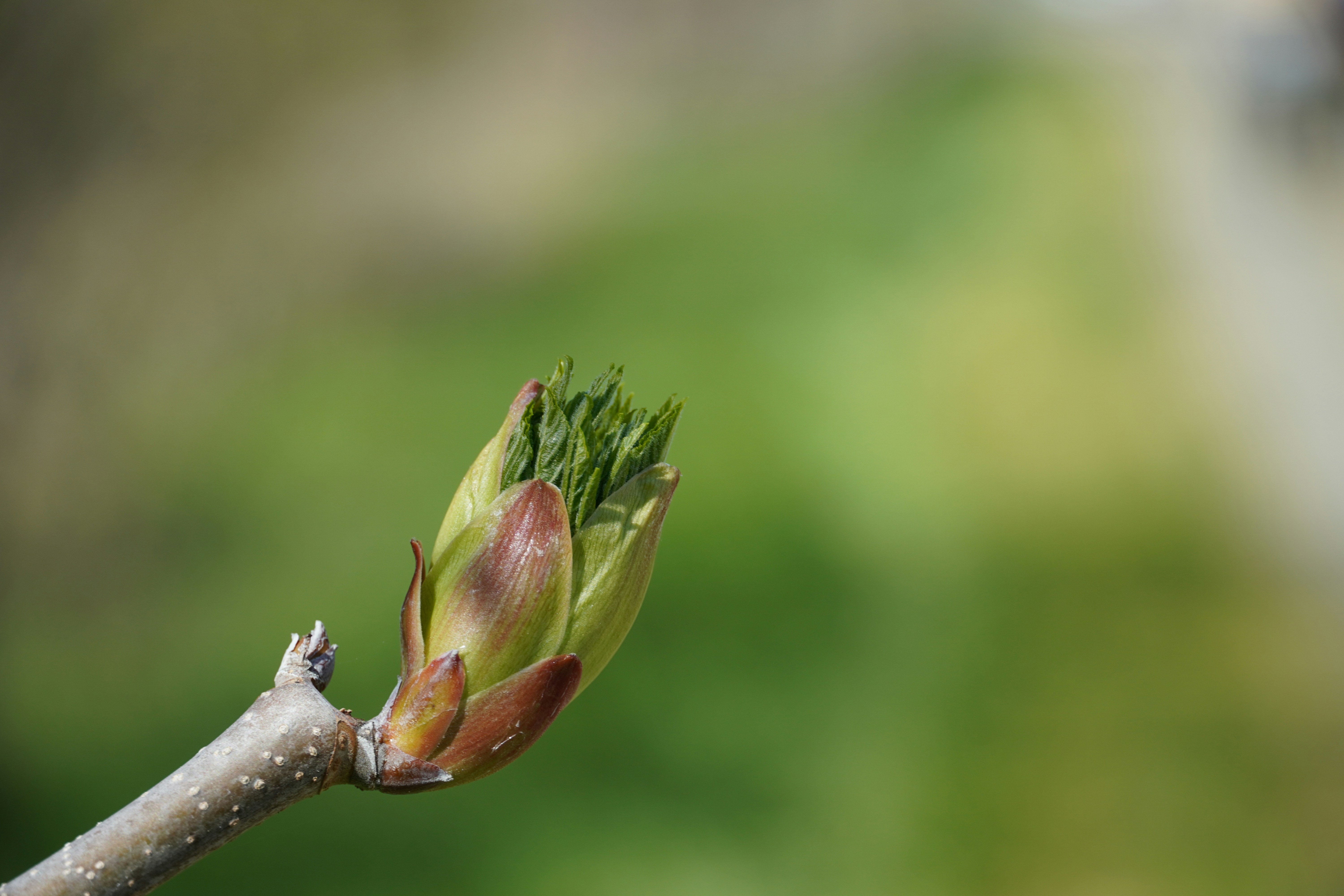 Photo by chapelbeach