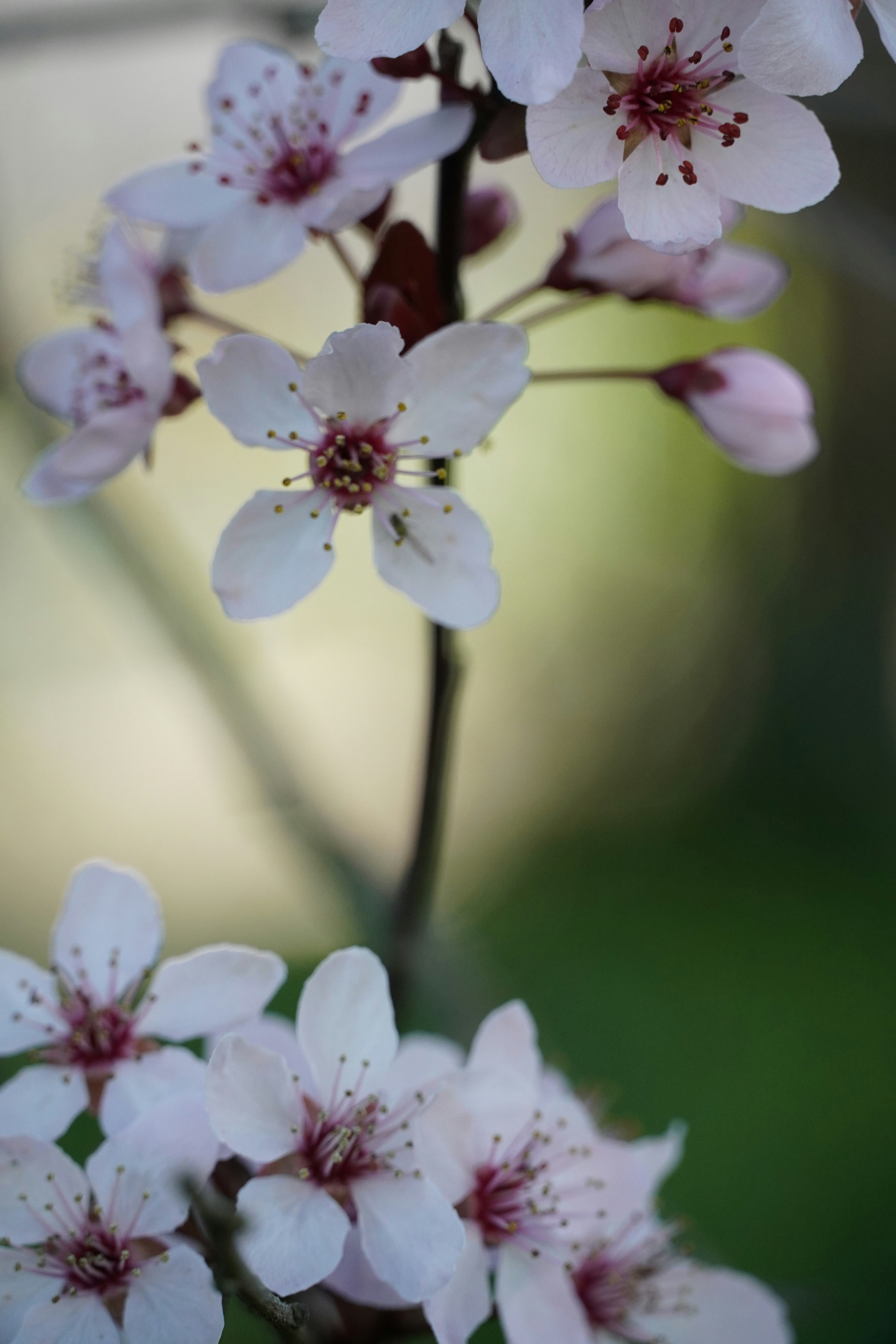 Photo by chapelbeach