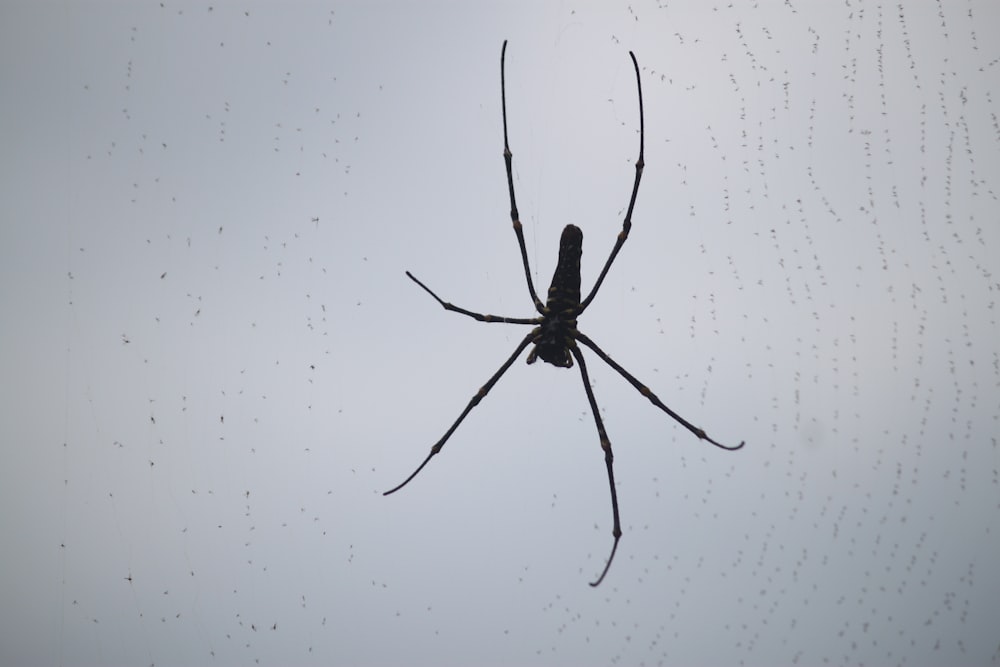 a large black spider sitting on top of a web