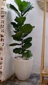 A tall fiddle leaf fig tree standing next to a cozy armchair.