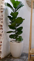 A tall artificial fiddle leaf fig tree in a sleek white ceramic pot by a sunny window.