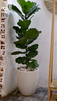 A tall fiddle leaf fig tree standing next to a cozy armchair.