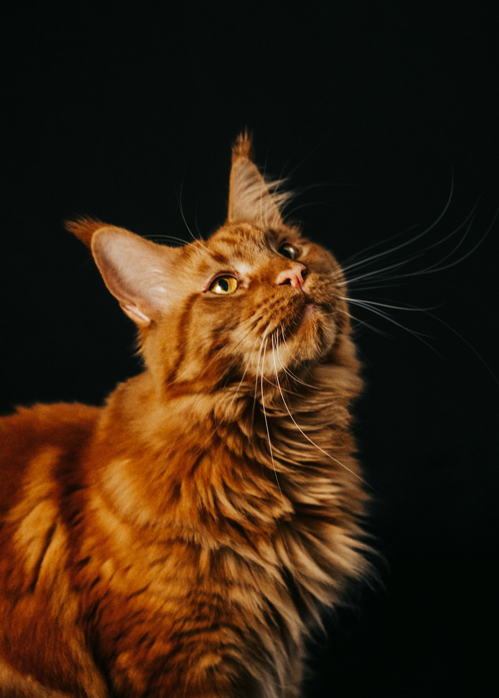 a close up of a cat on a black background