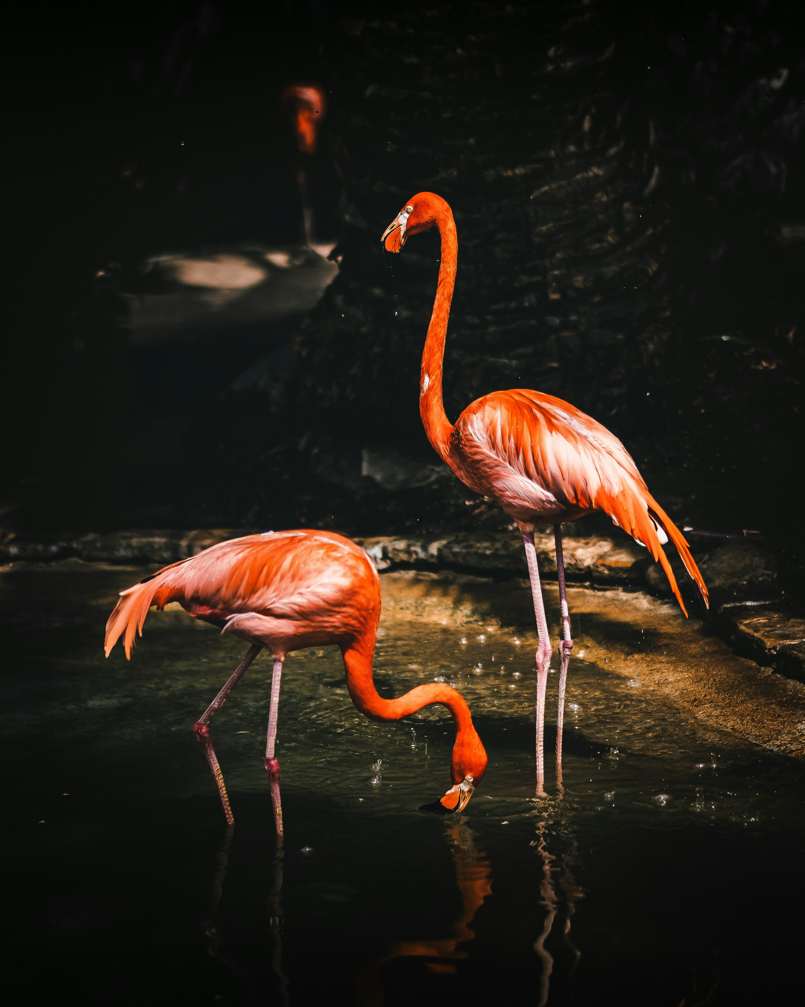 Photo by kalaniparker