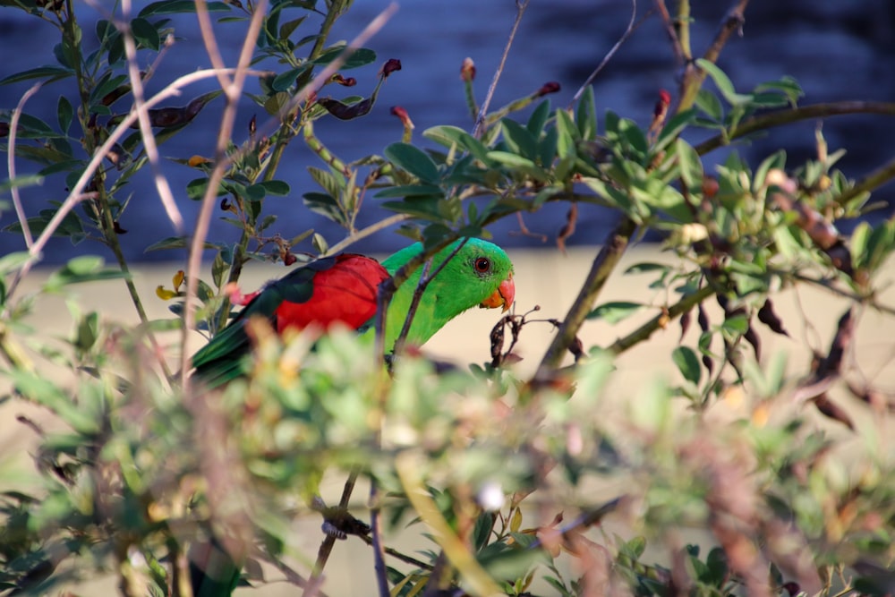 a green and red bird sitting on top of a tree