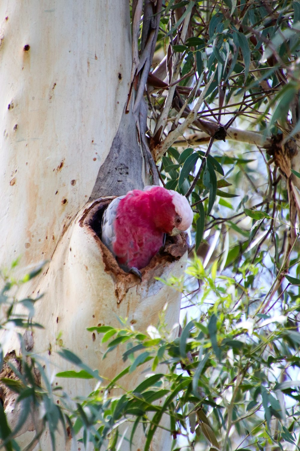 a red and white bird sitting in a tree