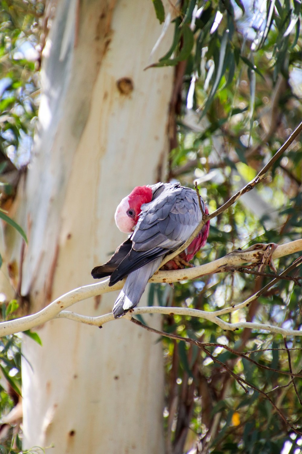 a small bird perched on a tree branch