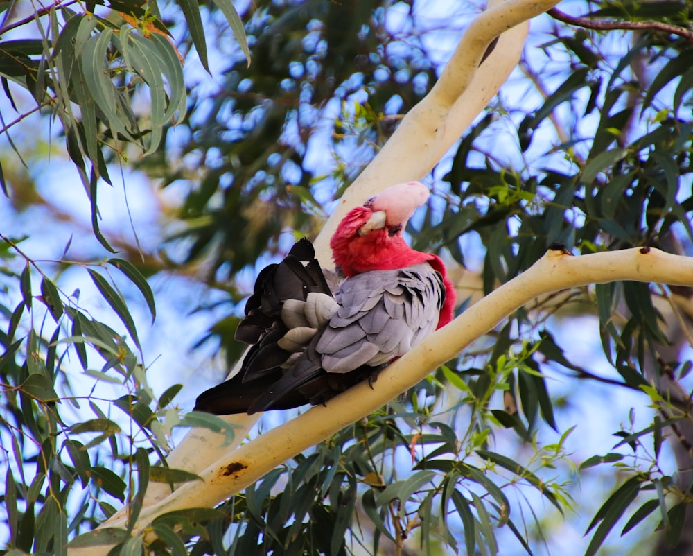 a bird sitting on a branch of a tree