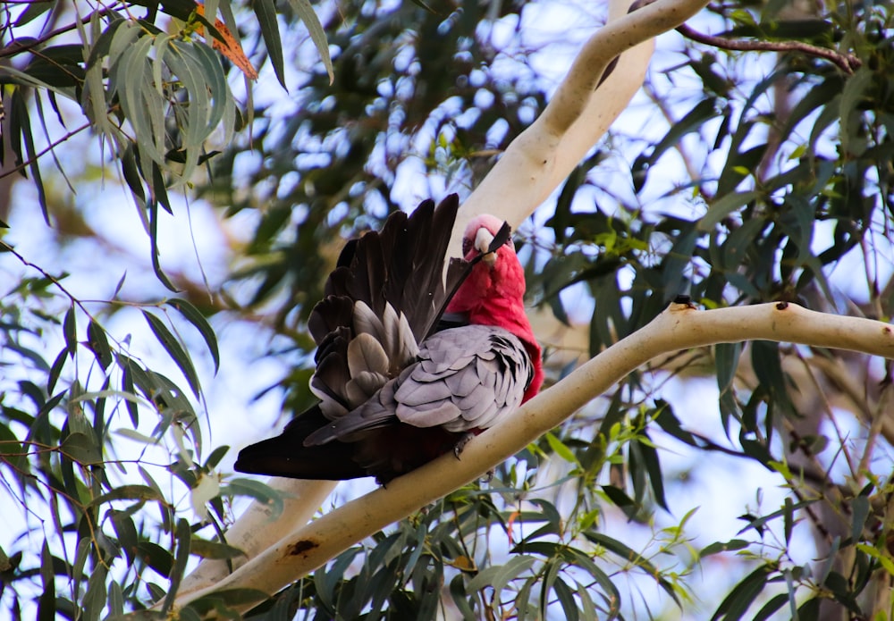 a bird sitting on a branch of a tree