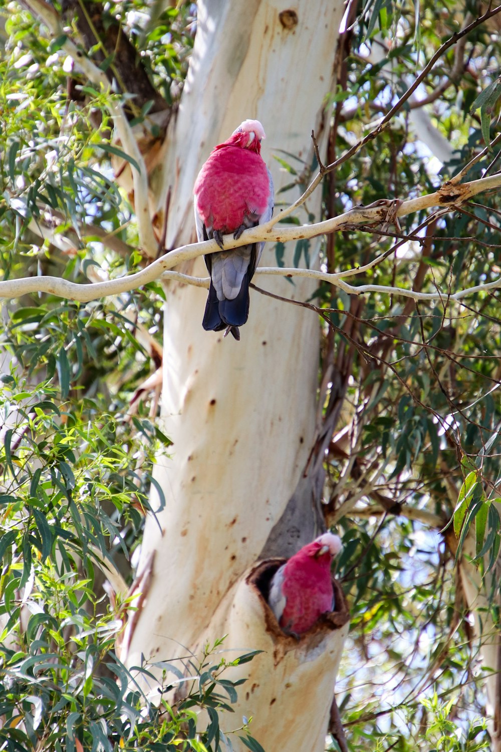 two pink birds sitting on a branch of a tree