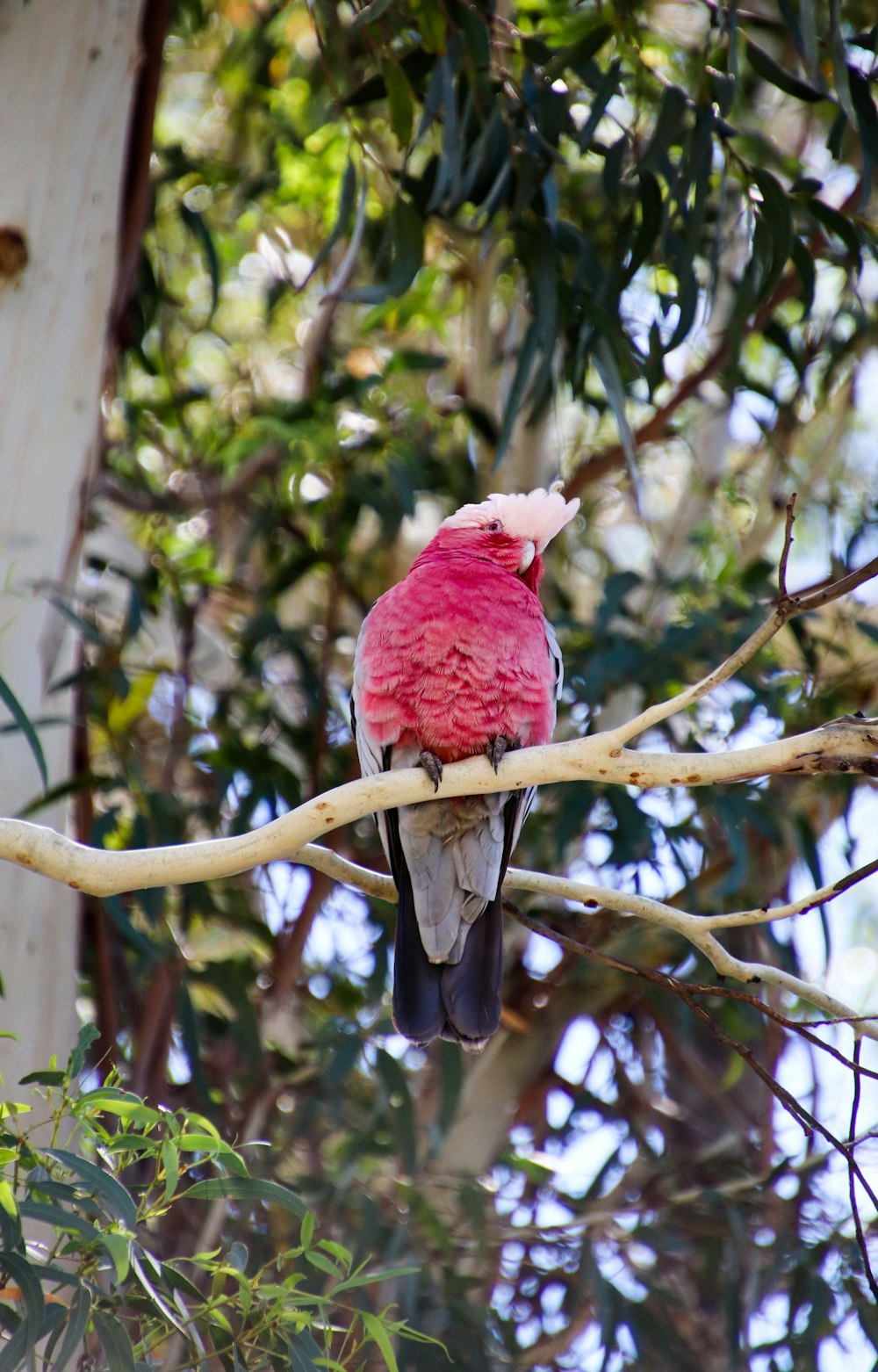 a pink bird perched on a tree branch