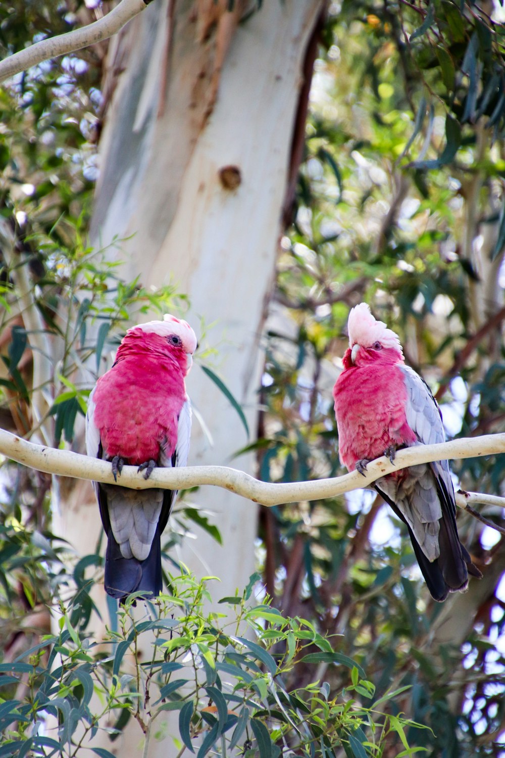 two pink birds perched on a tree branch