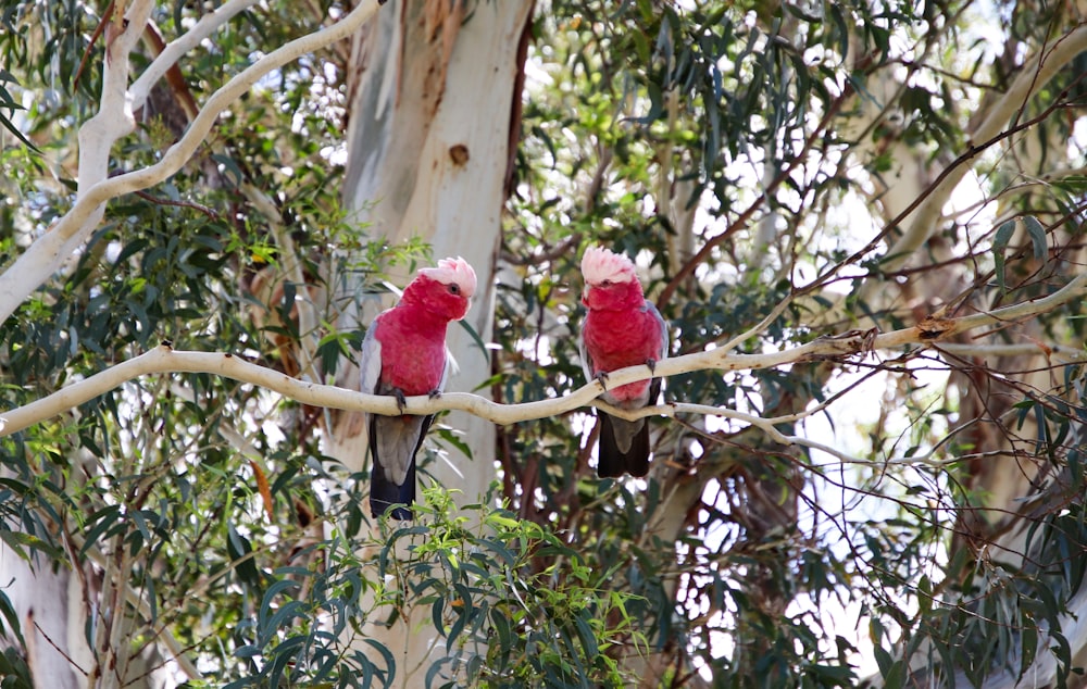 two red birds perched on a tree branch