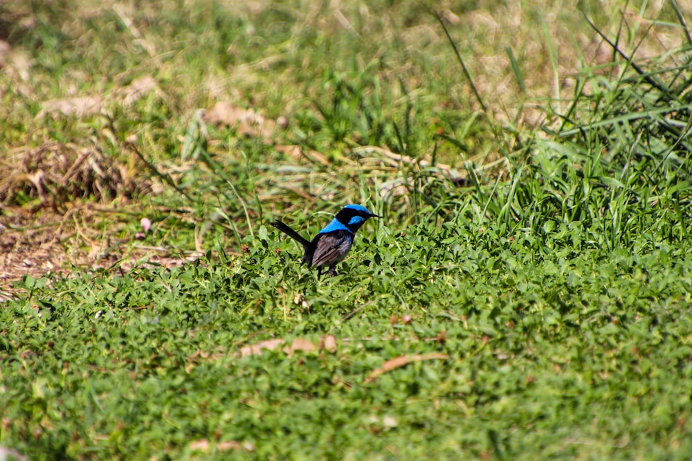 a small blue and black bird standing in the grass