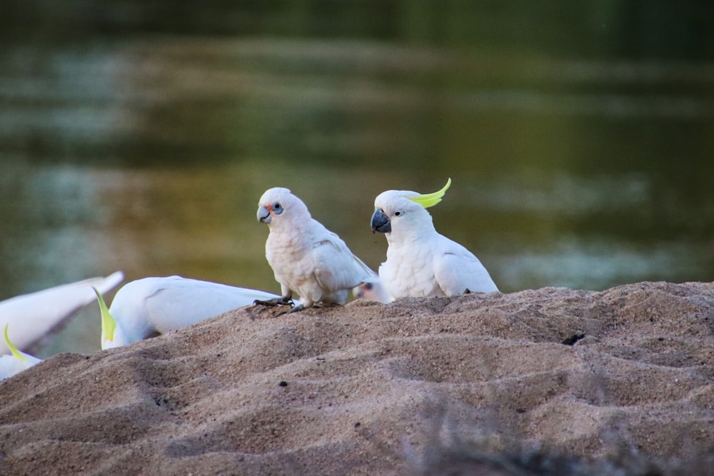 a group of birds sitting on top of a sandy beach