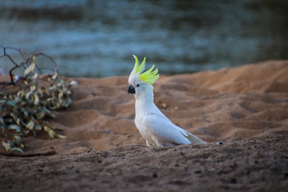 um pássaro branco com um moicano amarelo em pé na areia