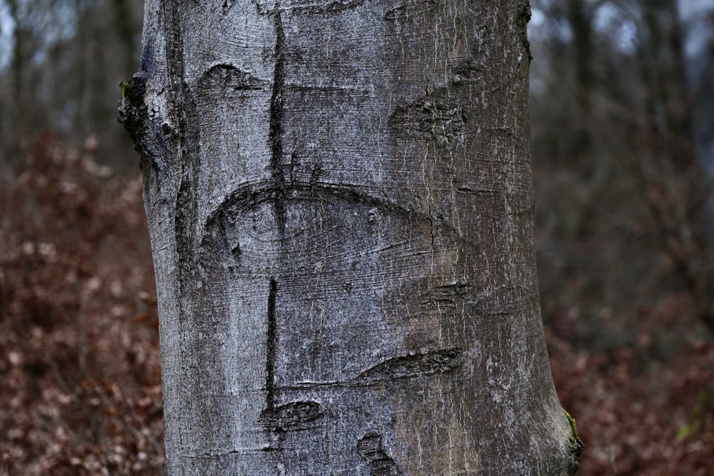 a tree with a face carved into it