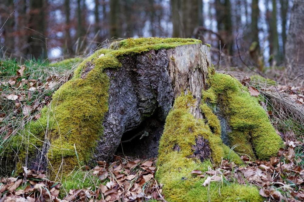 a moss covered tree stump in a forest