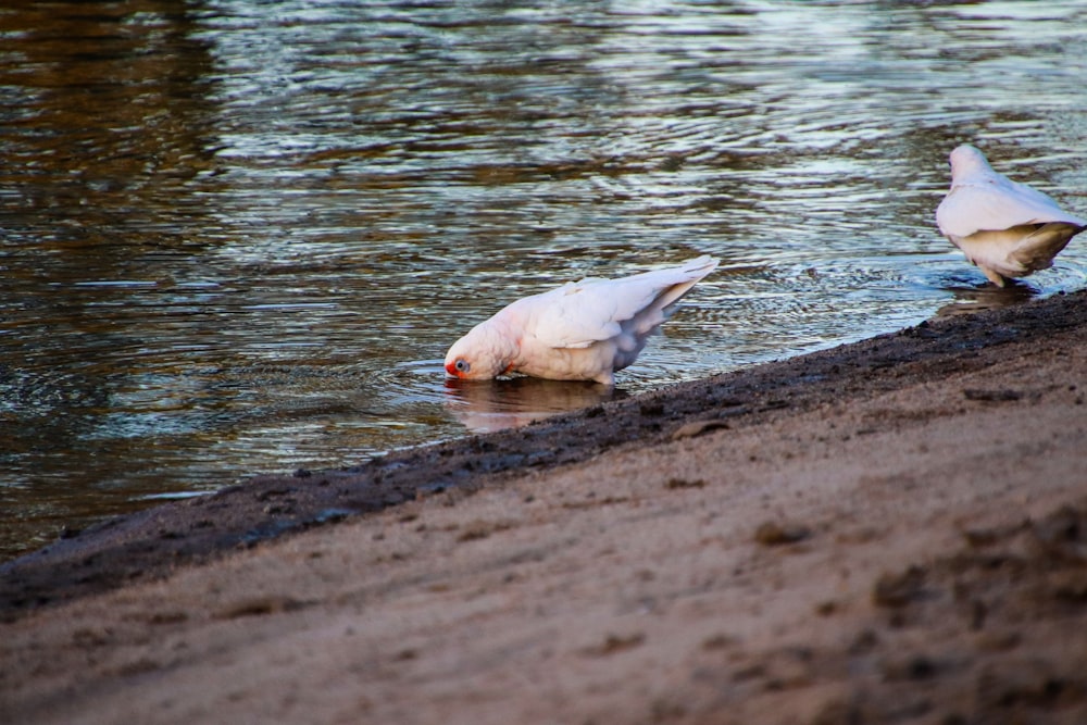 a couple of birds are standing in the water