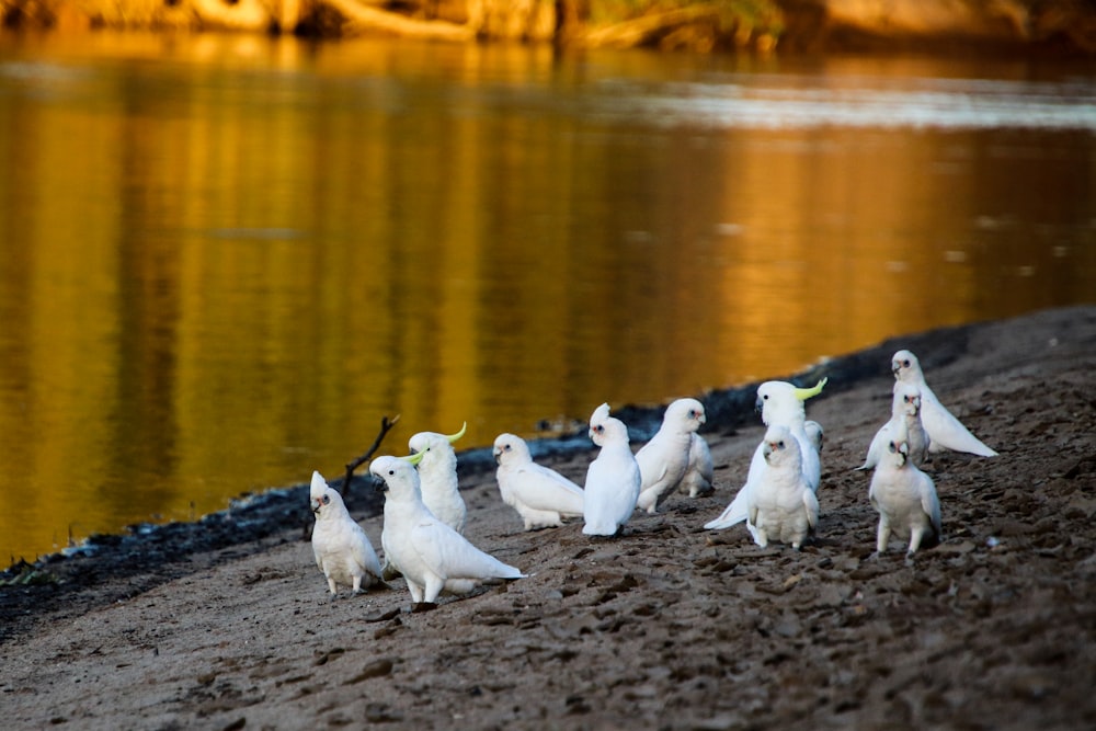Un grupo de pájaros blancos parados junto a un cuerpo de agua