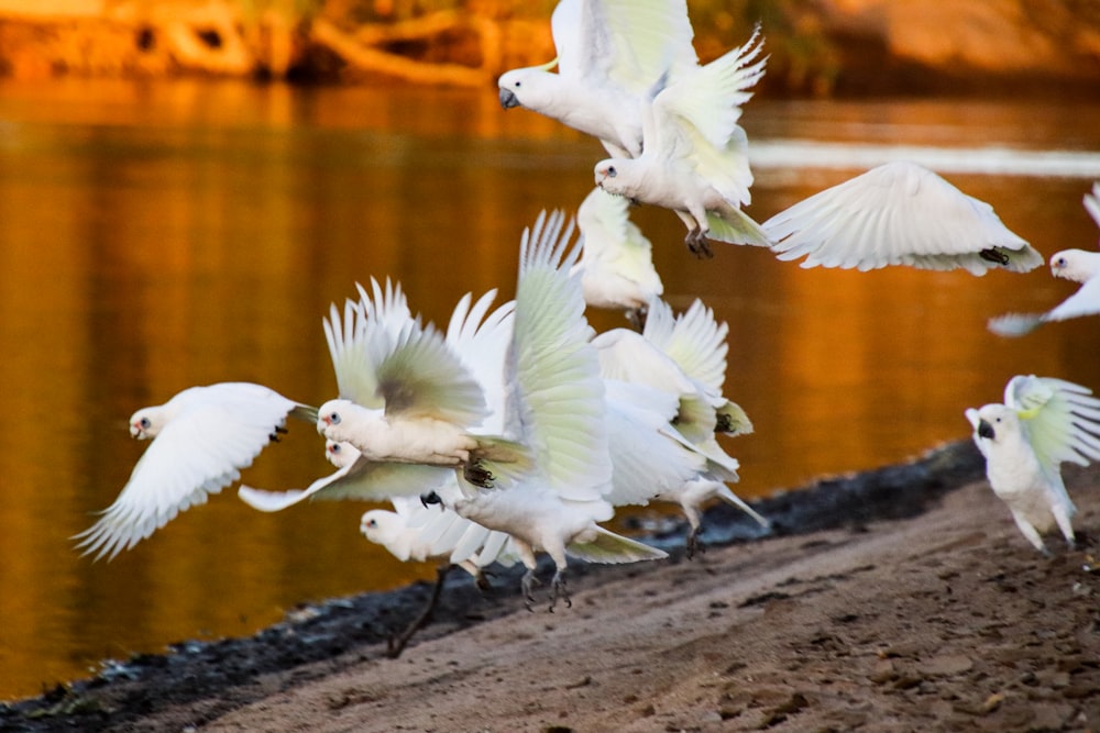 a flock of white birds flying over a body of water