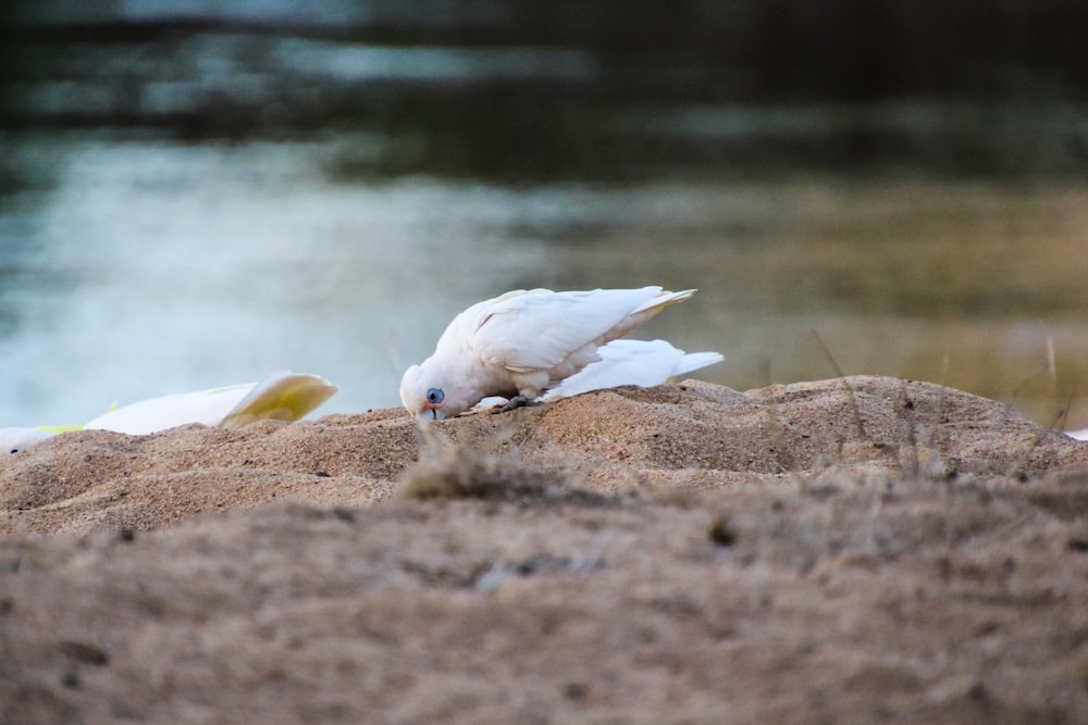 a white bird sitting on top of a sandy beach