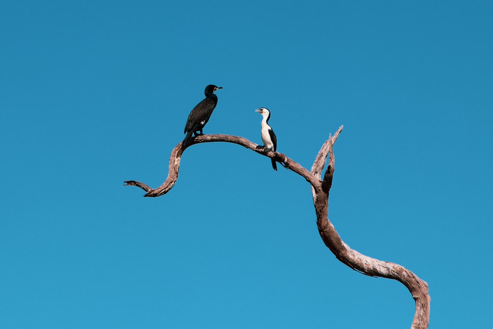 나뭇가지 위에 앉아 있는 두 마리의 새