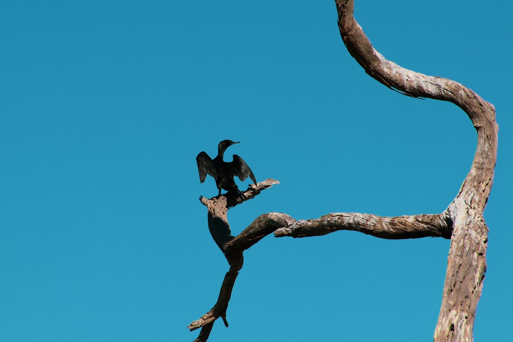 a bird sitting on top of a tree branch