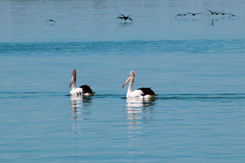two pelicans are swimming in the water