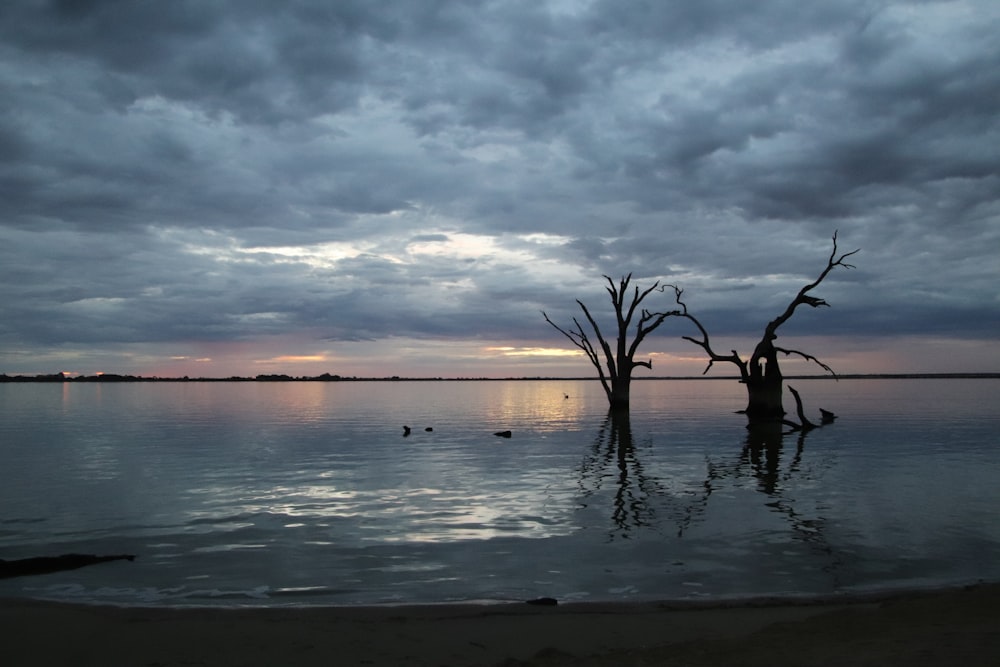 a body of water that has some trees in it