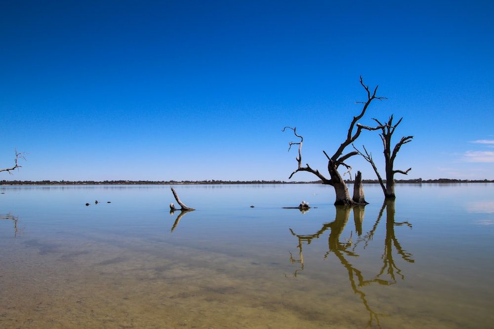 a dead tree in the middle of a lake