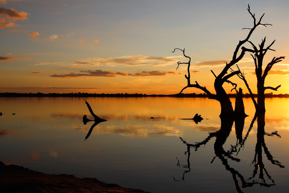 a tree that is standing in the water