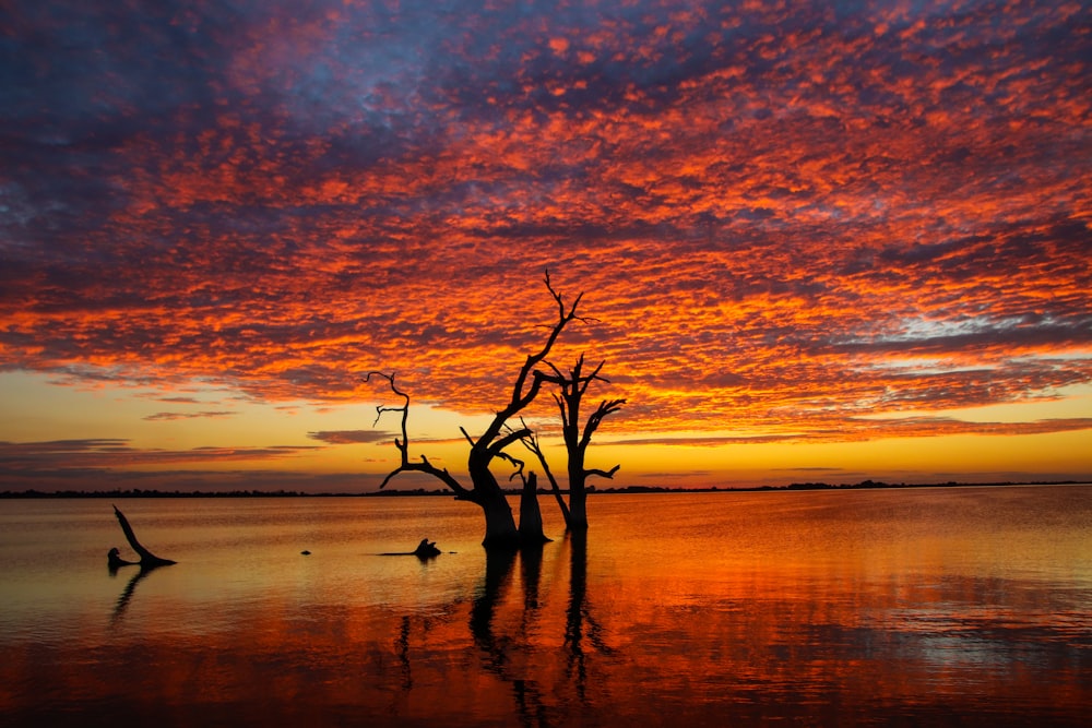 a tree that is standing in the water