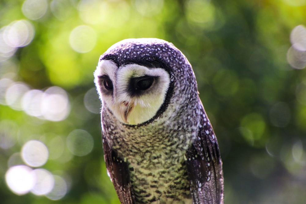 a close up of a bird with a blurry background