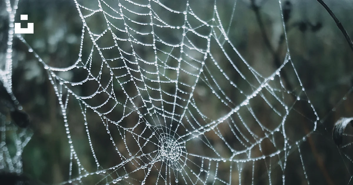 Foto Una telaraña con gotas de agua – Imagen Gris gratis en Unsplash
