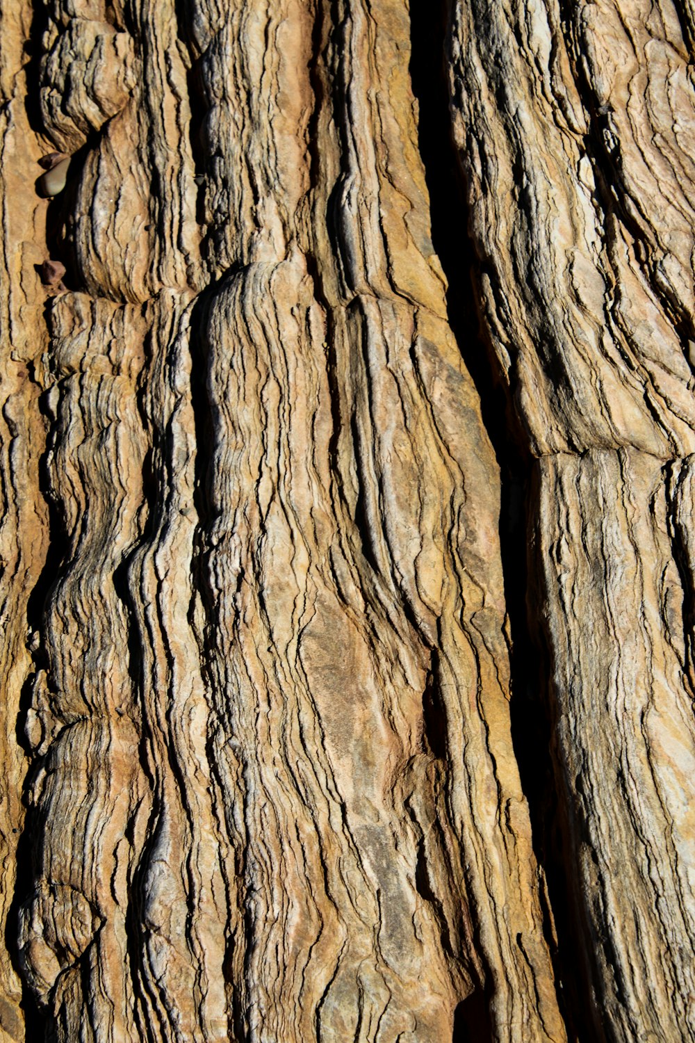 a close up of the bark of a tree