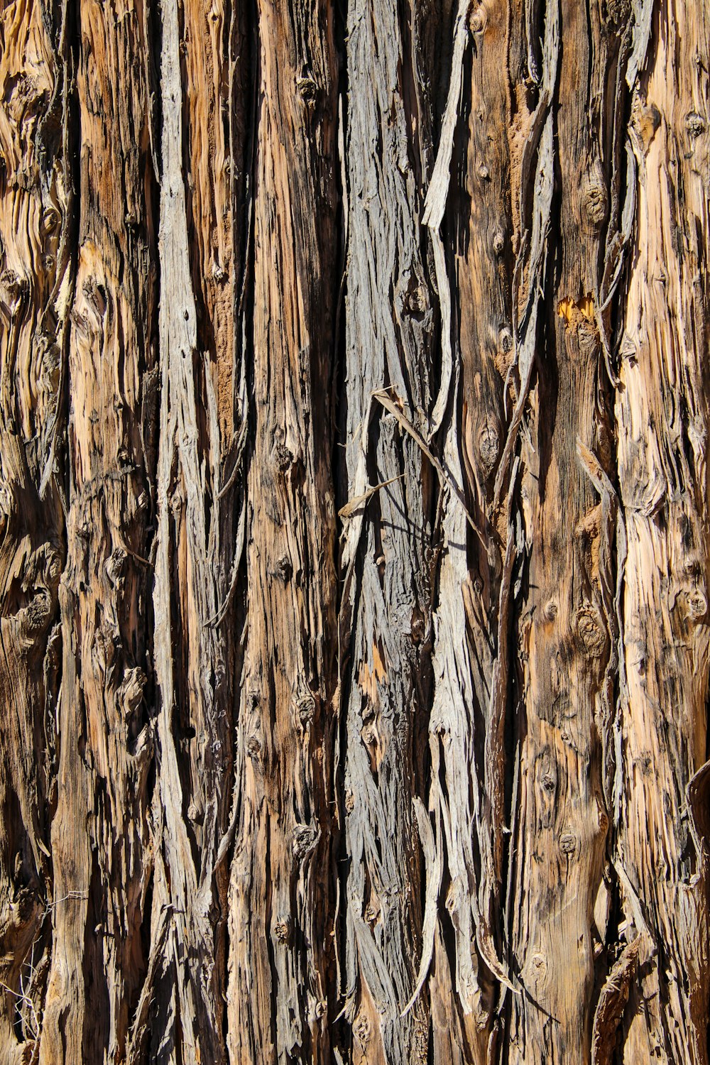 a close up of the bark of a tree