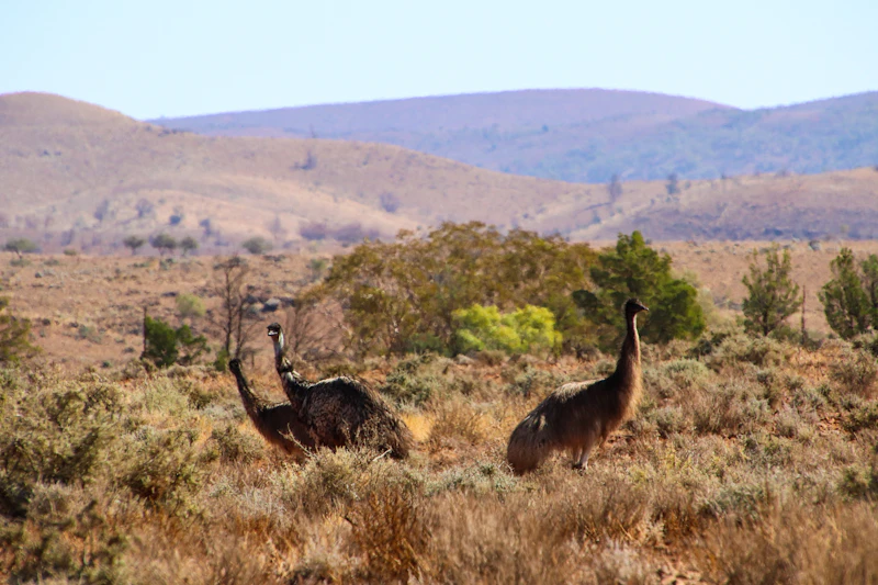 Flinders Ranges Tours