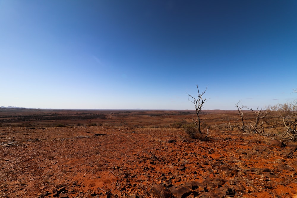 a dirt field with a dead tree in the middle of it